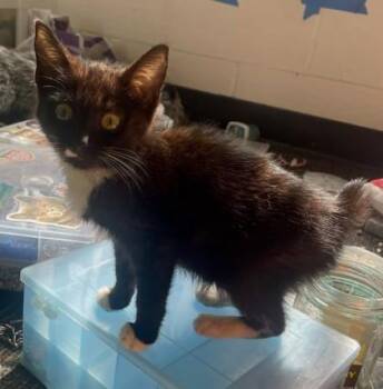Beetle [FeLV+] -  Domestic Short Hair Cat for Adoption in Chamblee, Georgia - Beetle [FeLV+] | PetCurious