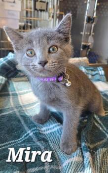 Mira -  Domestic Short Hair Cat for Adoption in Sidney, Ohio - Mira | PetCurious