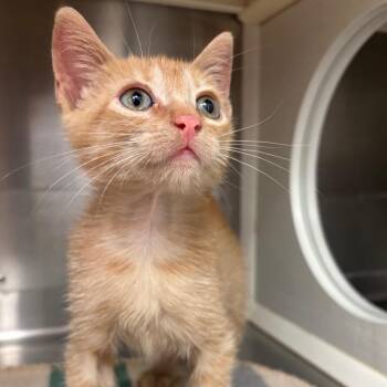Orange Juice -  Domestic Short Hair Cat for Adoption in Corpus Christi, Texas - Orange Juice | PetCurious