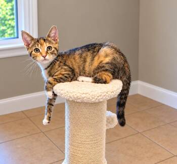 Winnie Girl MD -  Calico and Tabby Cat for Adoption - Winnie Girl MD | PetCurious