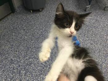 A1926750 -  Domestic Medium Hair Cat for Adoption in Thousand Palms, California - A1926750 | PetCurious