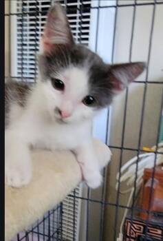 Domestic Short Hair Cats Available for Adoption - Snowball | PetCurious