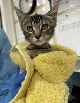 Mozzarella -  Domestic Short Hair Cat for Adoption in Roseville, California - Mozzarella | PetCurious
