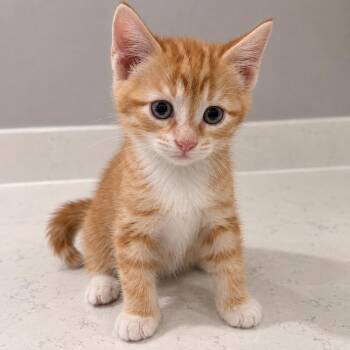 Marmalade -  Domestic Medium Hair Cat for Adoption in Homer Glen, Illinois - Marmalade | PetCurious