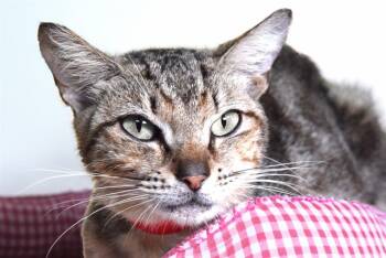 Rescue Domestic Short Hair Cats for Adoption in Fort Lauderdale, Florida - MAESHA | PetCurious