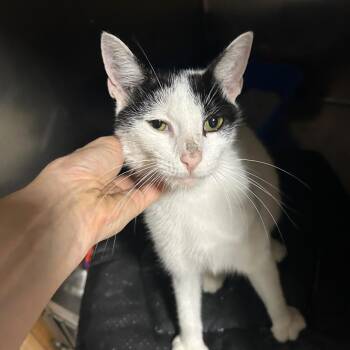 B64 James St 3 -  American Shorthair Cat for Adoption in Westport, Connecticut - B64 James St 3 | PetCurious