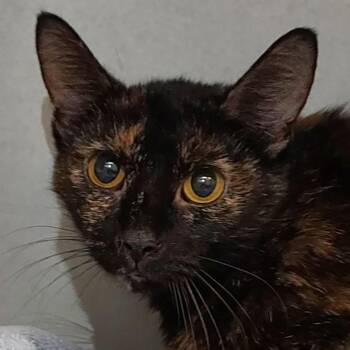 Delphi -  Domestic Short Hair Cat for Adoption in Dayton, Ohio - Delphi | PetCurious
