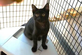 Rescue Domestic Short Hair Cats for Adoption in New Milford, Connecticut - Kitten 25-5 E | PetCurious