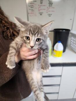 Domestic Short Hair Cats Available for Adoption in Winnipeg, Manitoba - Malai Kofta | PetCurious