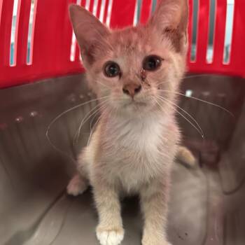 Pup-peroni -  Domestic Short Hair Cat for Adoption in Greensboro, North Carolina - Pup-peroni | PetCurious