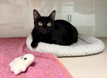 Coconut -  Domestic Short Hair Cat for Adoption in North Haven, Connecticut - Coconut | PetCurious