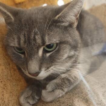 Eloise -  Domestic Short Hair Cat for Adoption in Philadelphia, Pennsylvania - Eloise | PetCurious