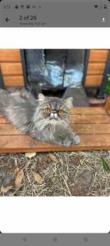PEROLA -  Persian Cat for Adoption in Margate, Florida - PEROLA | PetCurious