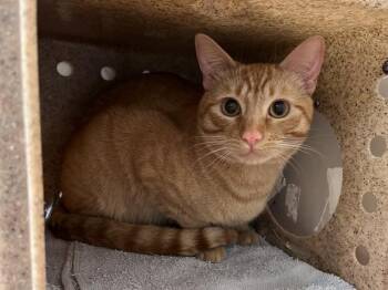 Domestic Short Hair Cats Available for Adoption in Kent, Washington - UALTAR | PetCurious