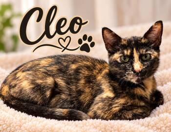 Cleo............fee sponsored -  Domestic Short Hair Cat for Adoption in Byrdstown, Tennessee - Cleo............fee Sponsored | PetCurious