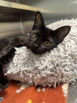 Creature -  Domestic Short Hair Cat for Adoption in Hilton Head Island, South Carolina - Creature | PetCurious