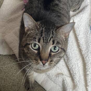 2 Unlimited -  Domestic Short Hair and Mixed Breed Cat for Adoption in Chicago, Illinois - 2 Unlimited | PetCurious