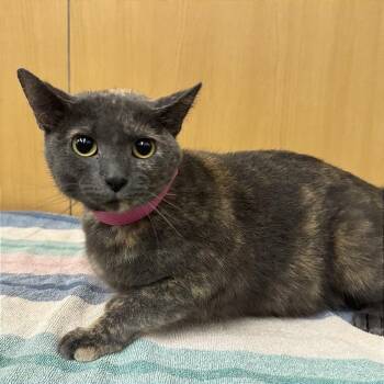 Raven -  Domestic Short Hair Cat for Adoption in Brentwood, Missouri - Raven | PetCurious