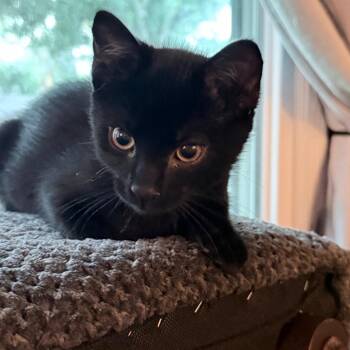 Star-Lord -  Domestic Short Hair Cat for Adoption in Overland Park, Kansas - Star-Lord | PetCurious