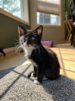 Domingo -  Domestic Short Hair Cat for Adoption in Vancouver, Washington - Domingo | PetCurious