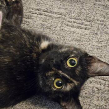 Gala -  Domestic Short Hair Cat for Adoption in Cumming, Georgia - Gala | PetCurious