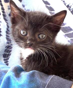 Cher -  Domestic Short Hair Cat for Adoption in Great Neck, New York - Cher | PetCurious