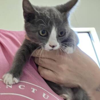 Bagel -  Domestic Short Hair Cat for Adoption in Midland, Texas - Bagel | PetCurious