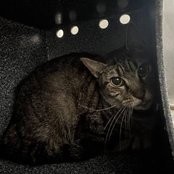 Orzo HOLD -  Domestic Short Hair Cat for Adoption in Newark, New Jersey - Orzo HOLD | PetCurious