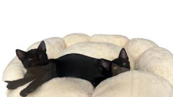 Barney - Companion To Betty -  Domestic Short Hair Cat for Adoption in Stratham, New Hampshire - Barney - Companion To Betty | PetCurious