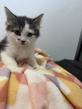 Ziti -  Domestic Short Hair Cat for Adoption in Spruce Pine, North Carolina - Ziti | PetCurious