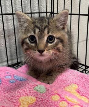 Dio -  Domestic Short Hair Cat Available for Adoption in Jackson, Michigan - Dio | PetCurious