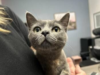Domestic Short Hair Cats Available for Adoption in Victorville, California - Amy | PetCurious