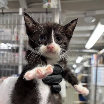 Anchovy -  Domestic Short Hair Cat for Adoption in New York, New York - Anchovy | PetCurious
