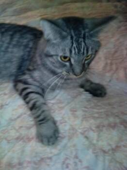 Manny -  Silver and Tabby Cat for Adoption in Winnipeg, Manitoba - Manny | PetCurious