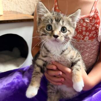 Sarah -  Domestic Short Hair Cat for Adoption in Normal, Illinois - Sarah | PetCurious