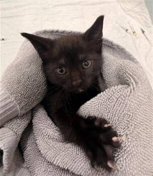 Domestic Short Hair Cats Available for Adoption in Baytown, Texas - MILK DUDS | PetCurious