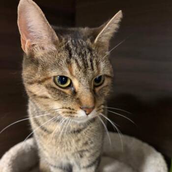 Kris -  Domestic Short Hair Cat for Adoption in Buffalo, New York - Kris | PetCurious