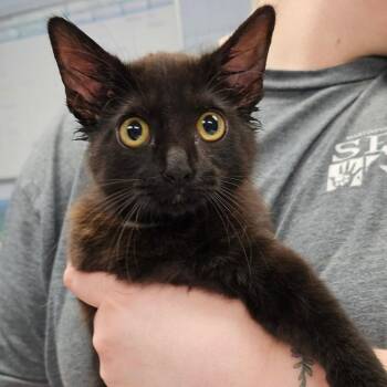 Coven -  Domestic Medium Hair Cat for Adoption in Martinsville, Virginia - Coven | PetCurious