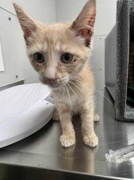 Chippy Dippy Dopey Dup -  Domestic Short Hair Cat for Adoption in Sevierville, Tennessee - Chippy Dippy Dopey Dup | PetCurious