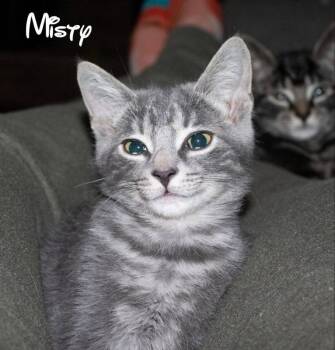 Misty -  Tabby Cat for Adoption in Knoxville, Tennessee - Misty | PetCurious