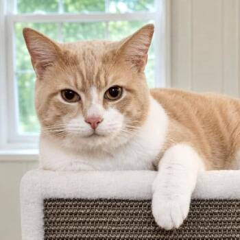 Mikey -  Domestic Short Hair Cat for Adoption - Mikey | PetCurious