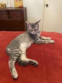 Sheldon NC -  Domestic Short Hair Cat for Adoption in Dallas, Texas - Sheldon NC | PetCurious