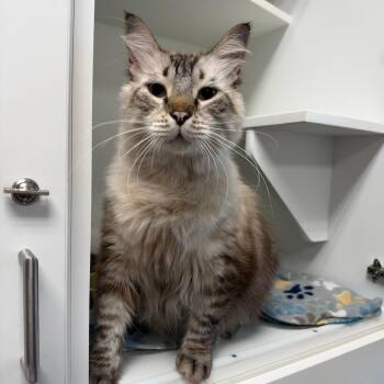 Micah -  Maine Coon and Siamese Cat for Adoption in Port Richey, Florida - Micah | PetCurious
