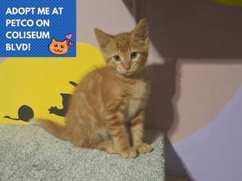 CHERRY -  Domestic Short Hair Cat for Adoption in Fort Wayne, Indiana - CHERRY | PetCurious