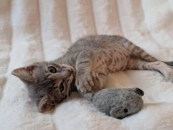 Sorghum -  Domestic Short Hair Cat for Adoption in Davis, California - Sorghum | PetCurious