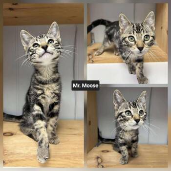 Rescue Domestic Short Hair Cats for Adoption in Winnipeg, Manitoba - Mr. Moose | PetCurious