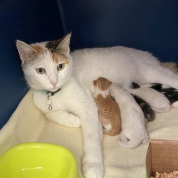 Mama Kitty -  Domestic Short Hair Cat for Adoption in Spokane, Washington - Mama Kitty | PetCurious