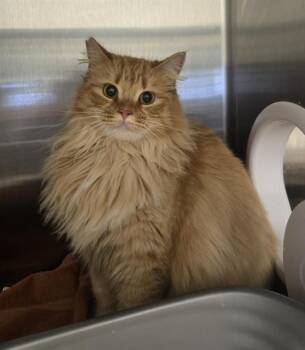 Domestic Long Hair Cats Available for Adoption - A347590 | PetCurious