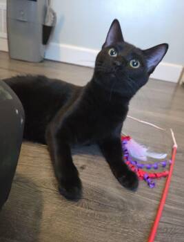 Domestic Short Hair Cats Available for Adoption in Royal Oak, Michigan - Mortianna | PetCurious