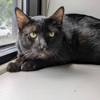 Rescue Domestic Short Hair Cats for Adoption in Austin, Texas - Stratus | PetCurious